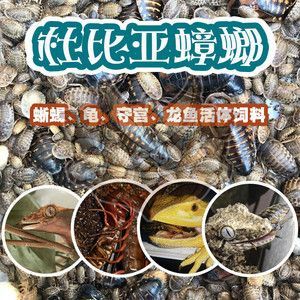 龍魚吃杜比亞：龍魚吃杜比亞嗎