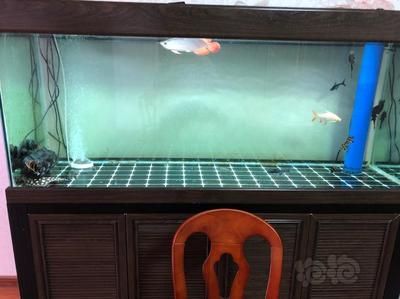 養龍魚什么缸最好養