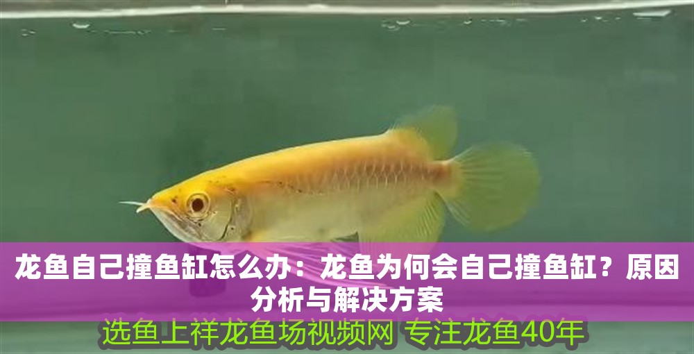 龍魚自己撞魚缸怎么辦：龍魚為何會自己撞魚缸？原因分析與解決方案