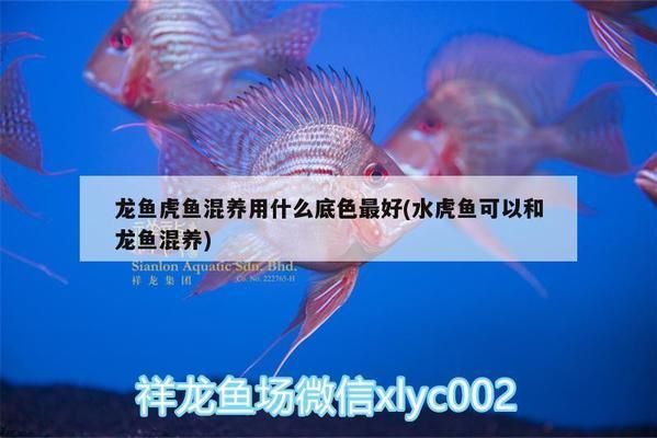龍魚虎魚混養(yǎng)用什么底色最好：龍魚和虎魚混養(yǎng)用什么底色最好