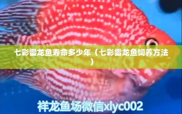 雷龍魚能活多長時間：雷龍魚的壽命可以因飼養條件不同而有所變化