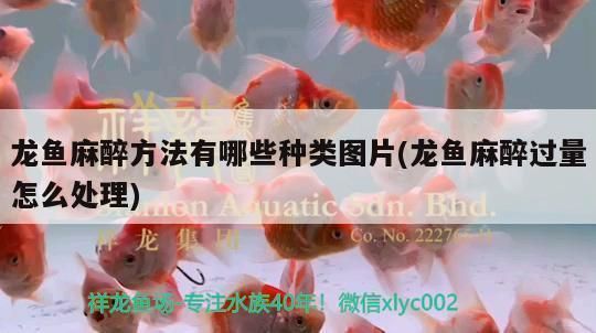 龍魚麻醉方法有哪些種類：關于龍魚麻醉的一些實踐