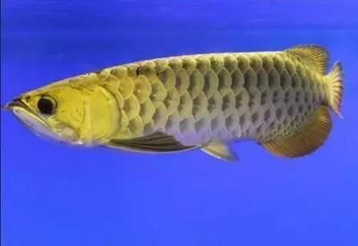 金龍魚苗吃什么食物【金龍魚苗的天然食物種類較為豐富，金龍魚苗的營養價值】