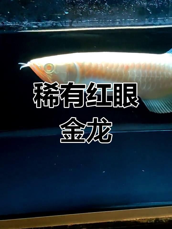 紅眼金龍魚有哪些稀有品相