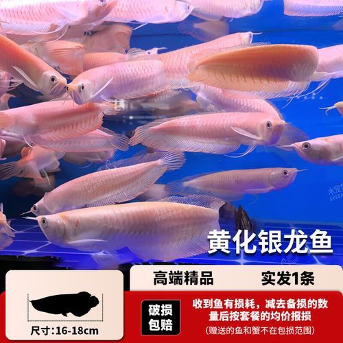紅眼金龍魚有哪些稀有品相