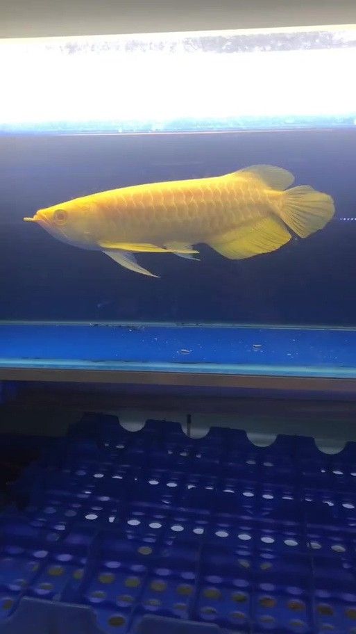 紅眼金龍魚有哪些稀有品相
