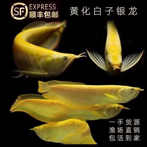 紅眼金龍魚有哪些稀有品相