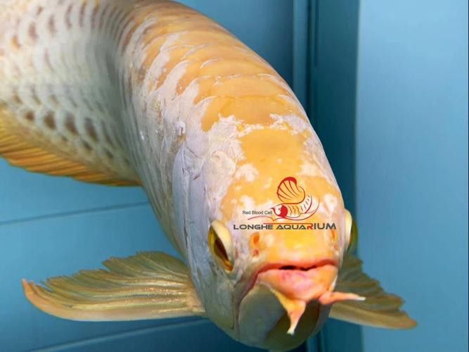 紅眼金龍魚有哪些稀有品相