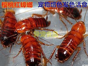 紅龍魚發色燈和增色燈（紅龍魚發色燈和增色燈在功能和用途上各有側重） 紅龍魚發色燈和增色燈（紅龍魚發色燈和增色燈在功能和用途上各有側重） 龍魚百科 第7張