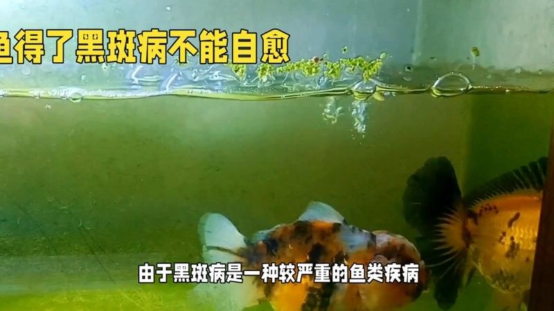 龍魚腹下黑色斑點
