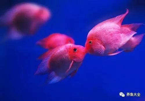 龍魚腹下黑色斑點