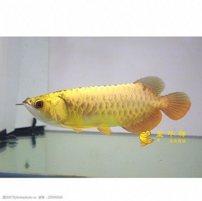 廣州呈千祥龍魚怎么樣：廣州呈千祥龍魚貿易