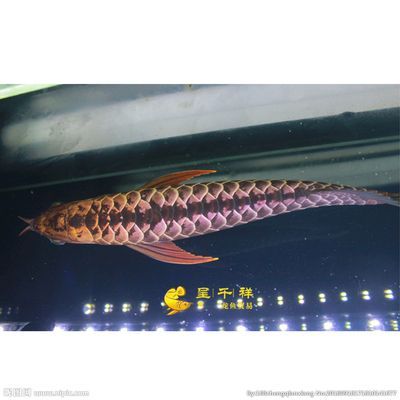 廣州呈千祥龍魚怎么樣：廣州呈千祥龍魚貿易