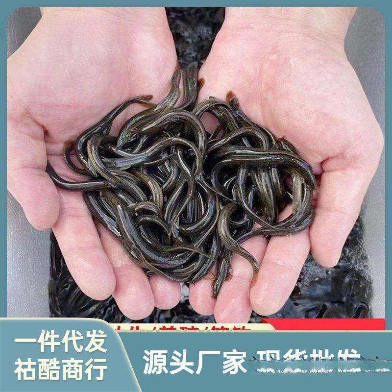 賣龍魚的網(wǎng)站有哪些：如何選擇龍魚網(wǎng)站