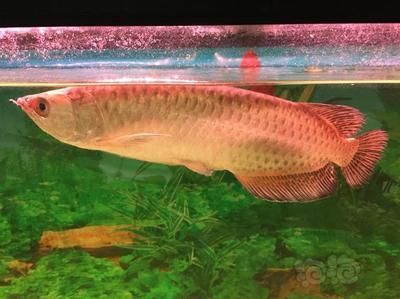 龍魚多久生一次寶寶：如何判斷龍魚是否性成熟