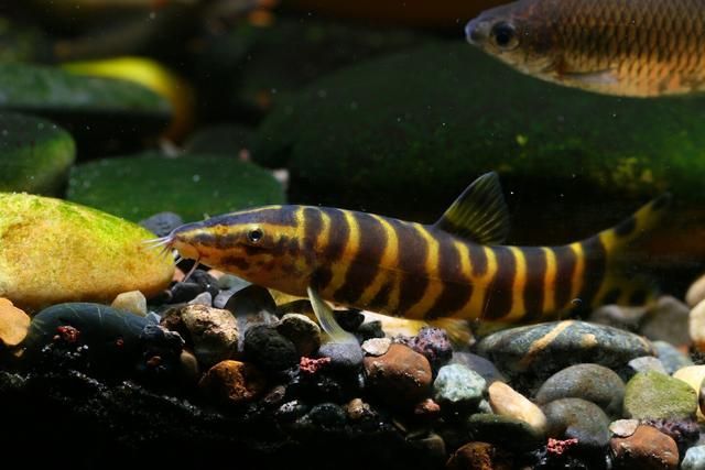 龍魚是否吃鼠魚（龍魚會捕食鼠魚嗎）