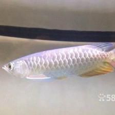 金龍魚20厘米長到40厘米需要幾年【金龍魚20厘米長到40厘米長到40厘米以上需要多久】