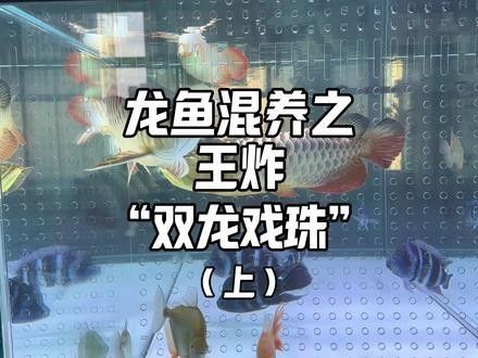 龍魚和鯊魚可以混養嗎
