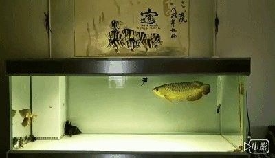龍魚和鯊魚可以混養嗎