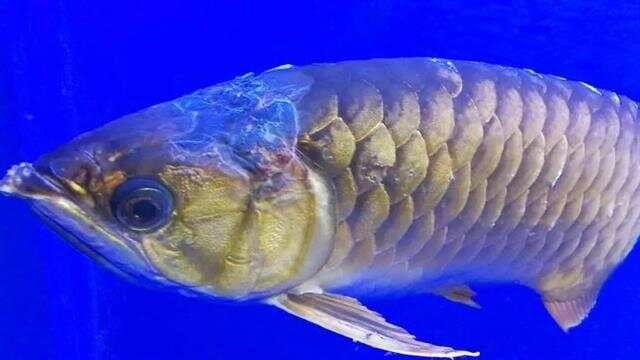 招財龍魚生病后多久會死亡？