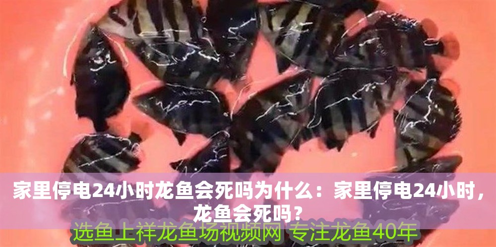 家里停電24小時龍魚會死嗎為什么：家里停電24小時，龍魚會死嗎？ 家里停電24小時龍魚會死嗎為什么：家里停電24小時，龍魚會死嗎？ 龍魚百科 第1張
