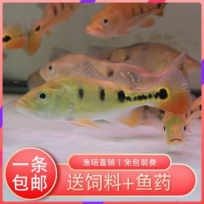 家里停電24小時龍魚會死嗎為什么：家里停電24小時，龍魚會死嗎？ 家里停電24小時龍魚會死嗎為什么：家里停電24小時，龍魚會死嗎？ 龍魚百科 第3張