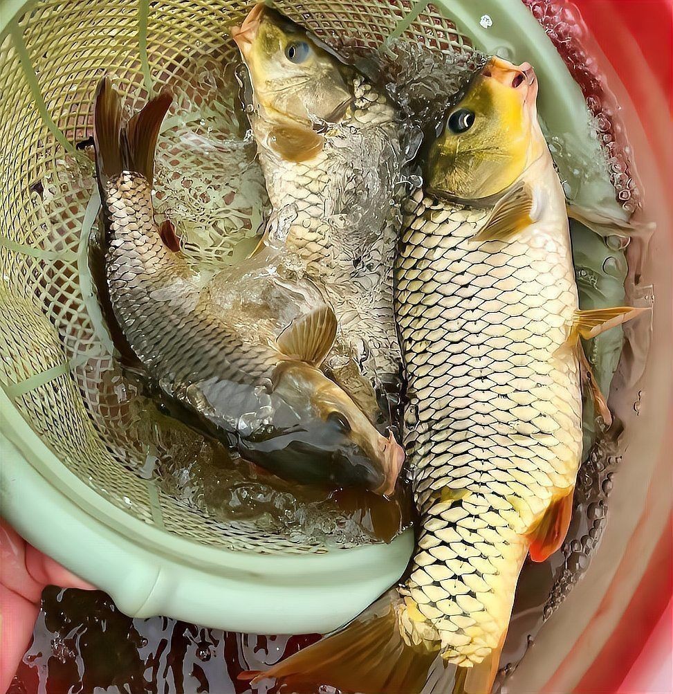 錦鯉生小魚嗎？