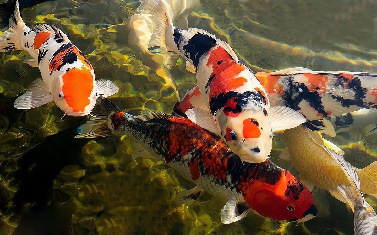 錦鯉生小魚嗎？