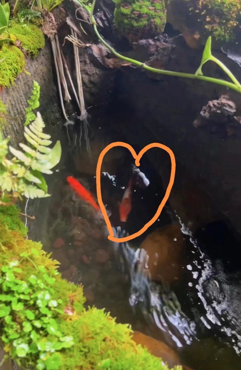 錦鯉生小魚嗎？