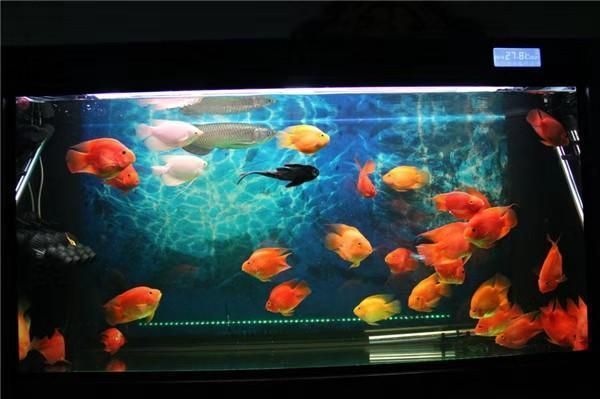 家里掛龍魚畫好嗎（家里掛龍魚畫有講究，龍畫在家不能隨便掛，） 家里掛龍魚畫好嗎（家里掛龍魚畫有講究，龍畫在家不能隨便掛，） 龍魚百科 第2張
