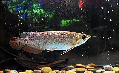 如何預防龍魚鱗爛復發？