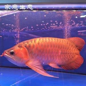 哪里有賣金龍魚魚苗的地方，如何購買金龍魚魚苗