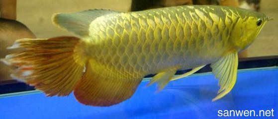 龍魚好養還是金魚好養：龍魚與金魚的養護難易程度，龍魚飼養環境布置技巧