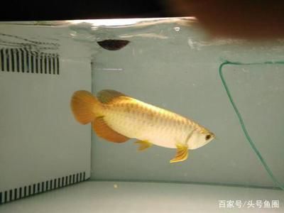 龍魚好養還是金魚好養：龍魚與金魚的養護難易程度，龍魚飼養環境布置技巧
