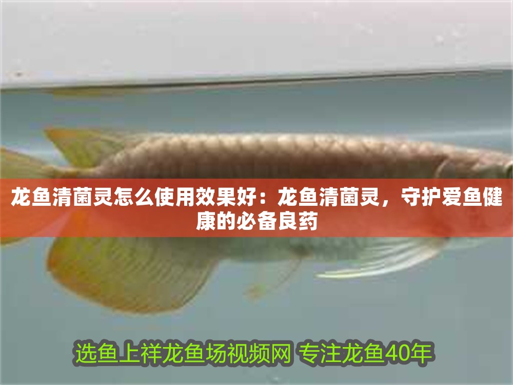 龍魚清菌靈怎么使用效果好：龍魚清菌靈，守護愛魚健康的必備良藥 龍魚清菌靈怎么使用效果好：龍魚清菌靈，守護愛魚健康的必備良藥 龍魚百科 第1張