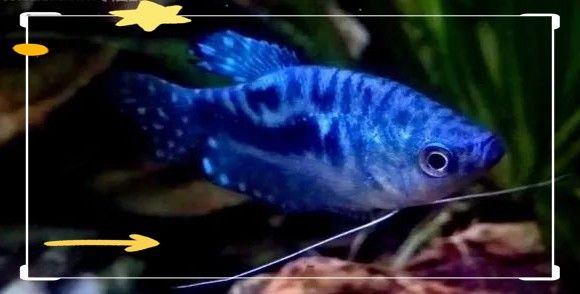 長得像曼龍魚的觀賞魚