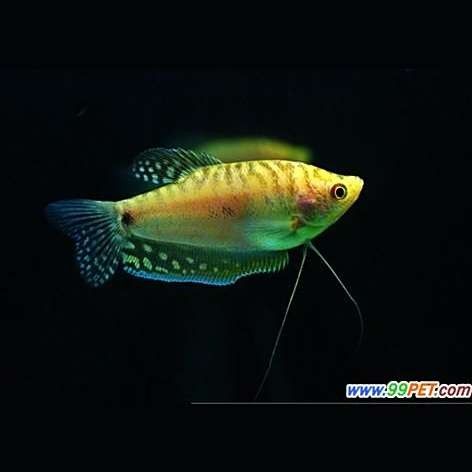 長得像曼龍魚的觀賞魚