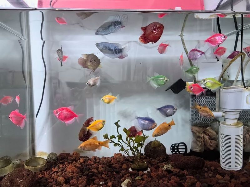 長得像曼龍魚的觀賞魚