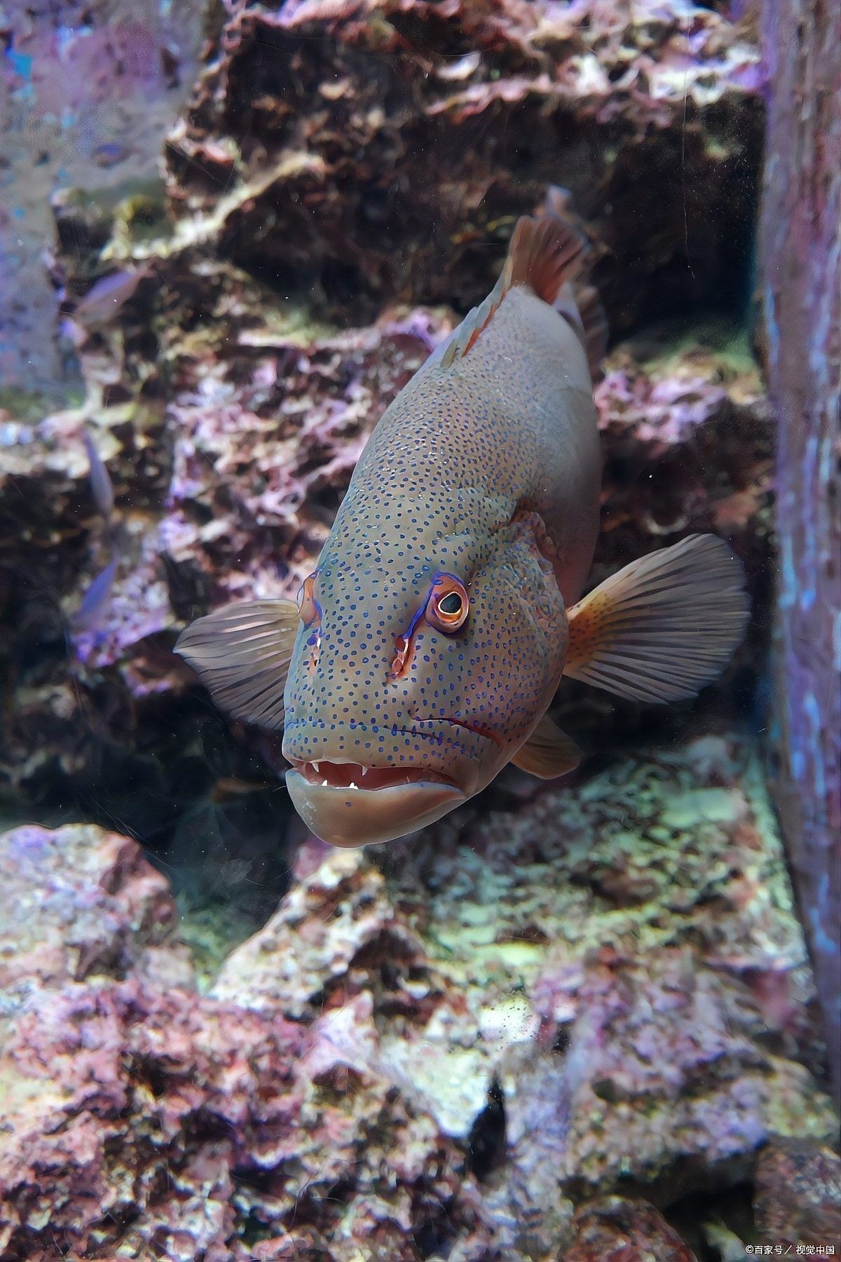 長得像曼龍魚的觀賞魚