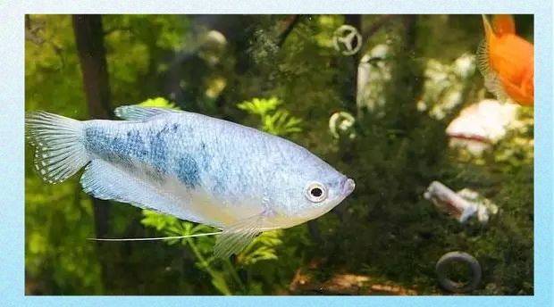 長得像曼龍魚的觀賞魚