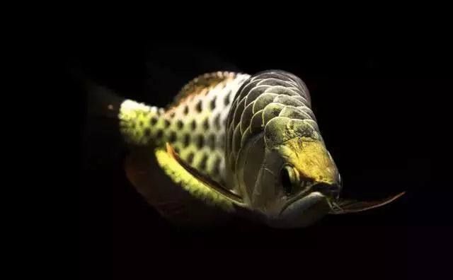 如何判斷恐龍魚運動不足：六角恐龍魚運動不足，如何判斷恐龍魚運動不足的方法