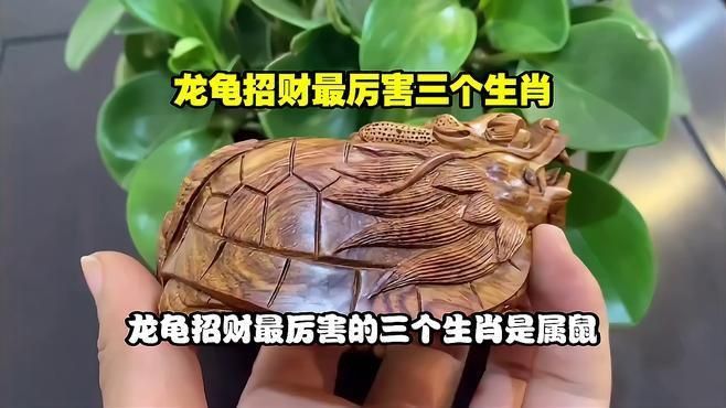屬鼠的人適合佩戴龍龜嗎