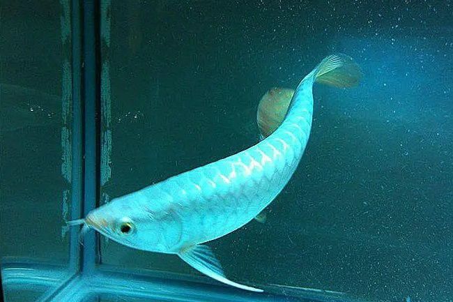 白色的金龍魚價格多錢？