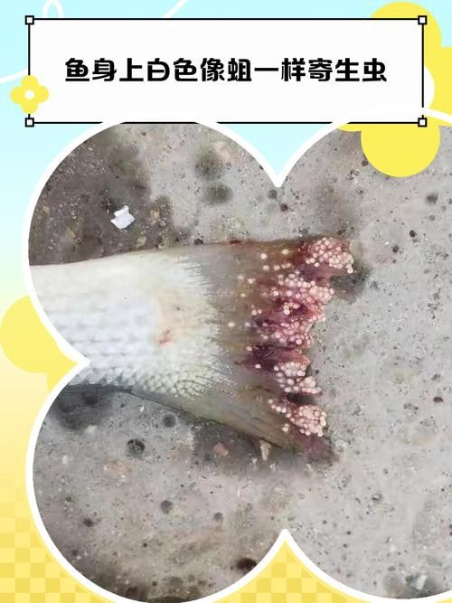 哪些品牌龍魚眼睛白點藥最好？