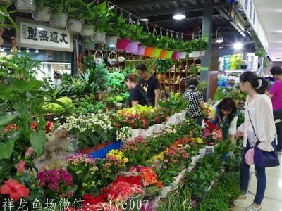 北京龍魚批發市場營業時間，北京龍魚批發市場周末營業嗎