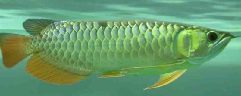金龍魚繁殖方法和技巧（金龍魚的繁殖方法和技巧）