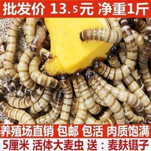 金龍魚繁殖方法和技巧（金龍魚的繁殖方法和技巧）