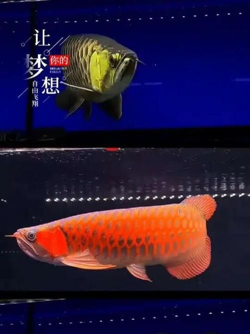 金龍魚什么樣的好圖片