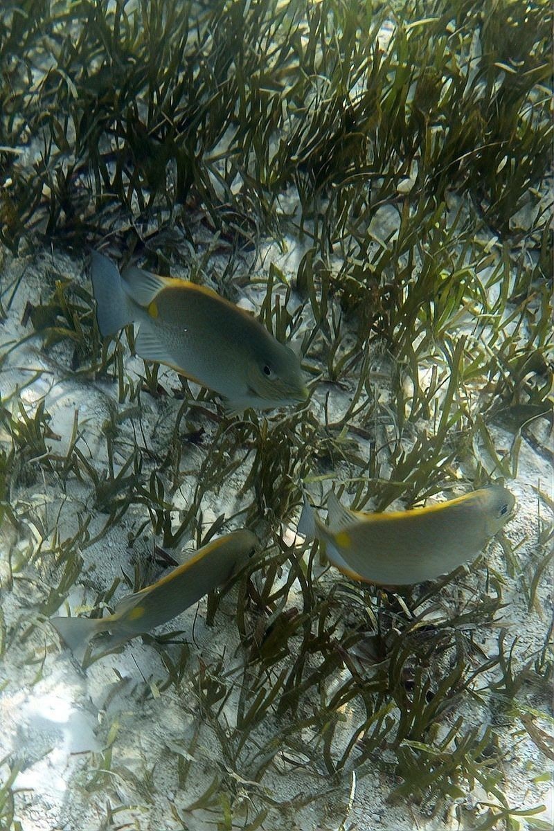 雷龍魚好養活嗎