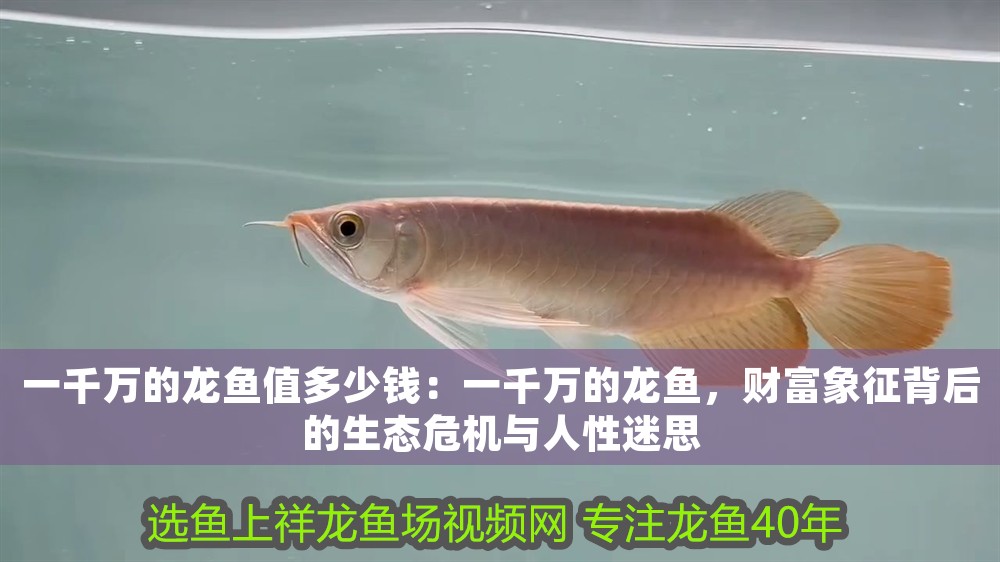 一千萬的龍魚值多少錢：一千萬的龍魚，財富象征背后的生態危機與人性迷思